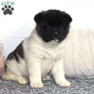 Glory, Akita Puppy